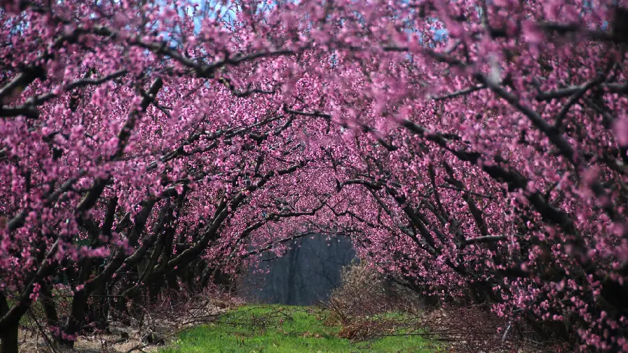 Wallpaper of trees and Pink spring blossoms in dreamy nature
