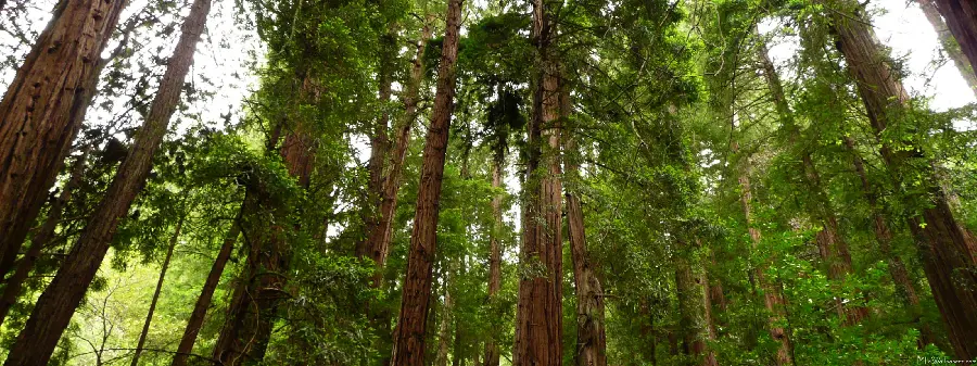 Various images of tall sequoia tree from the essence of the photo reference