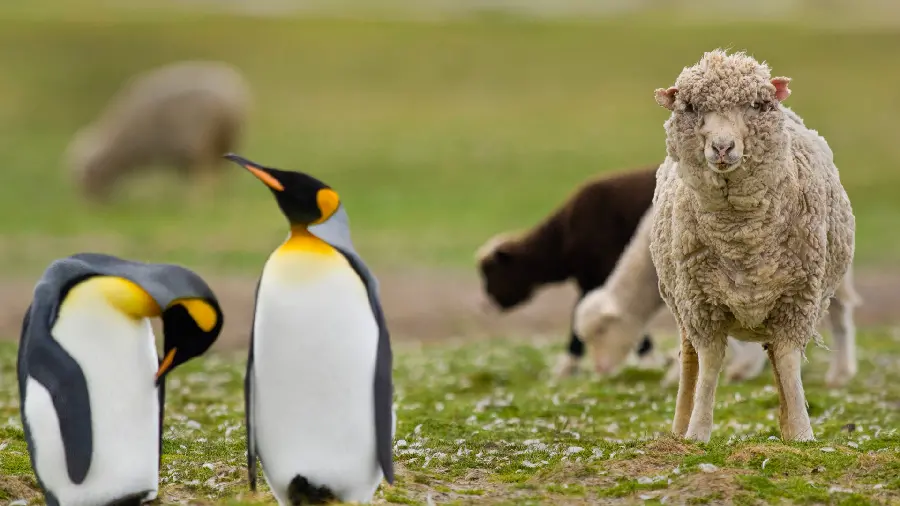 Download cute and funny real animal wallpaper