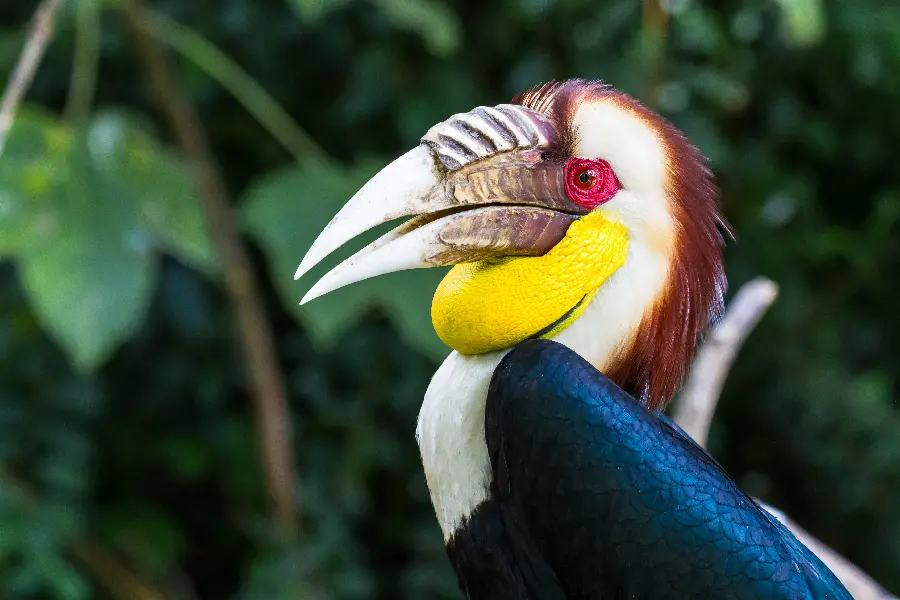 Attractive and high-quality wallpaper photo of a hornbill with a strange and interesting appearance