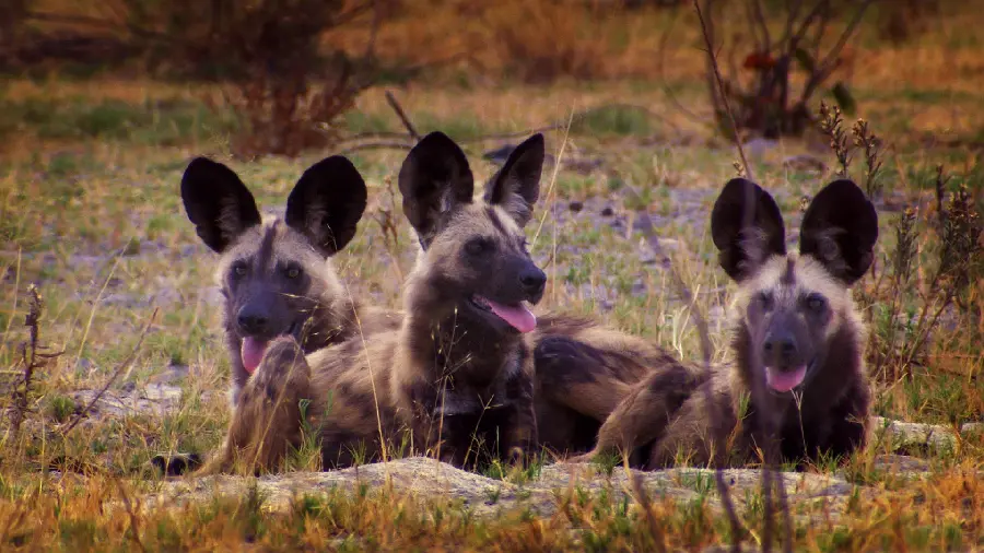 Wallpaper of a small pack of wild dogs in the wild suitable for desktop