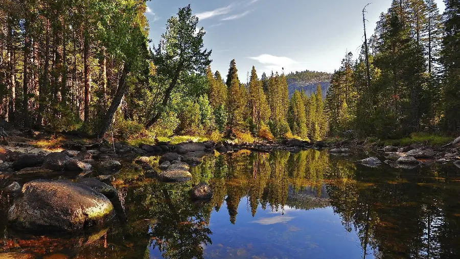 Photo of tall sequoia tree around a lake in the heart of nature