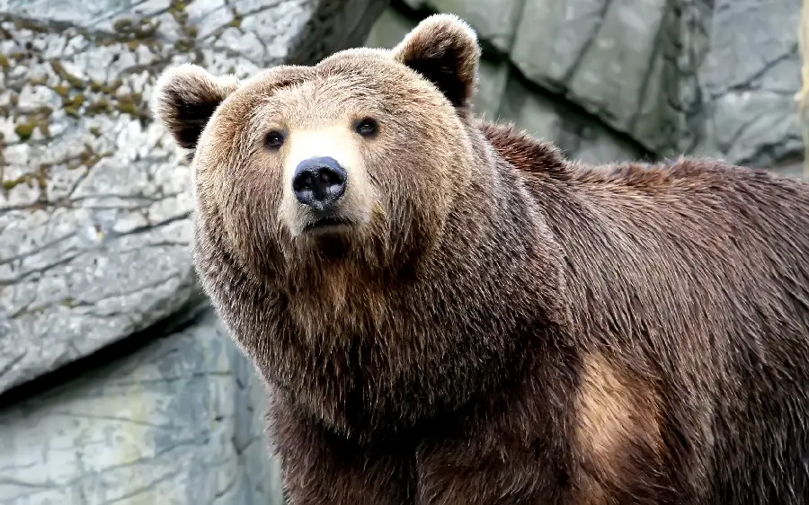 The best computer and laptop backgrounds published in 1402 bear design