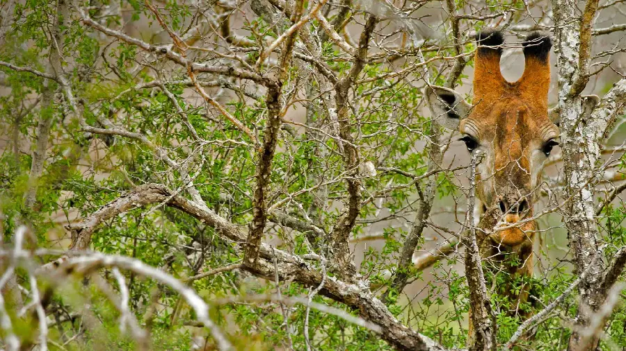 Download the new wallpaper of the Gogoli giraffe suitable for all types of phones 
