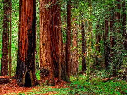 Giant sequoia and redwood tree high quality photographs