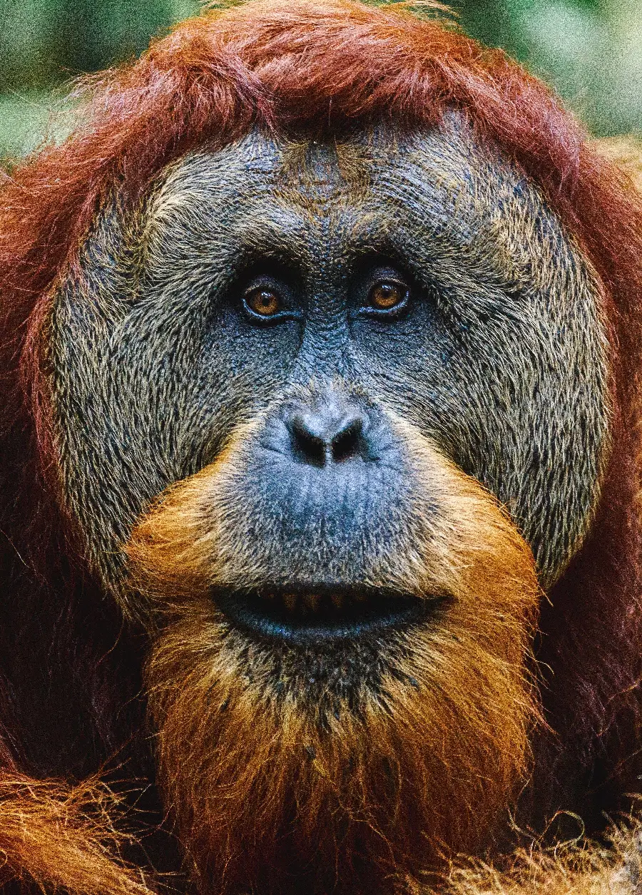Close Up Orangutan Picture for Profile