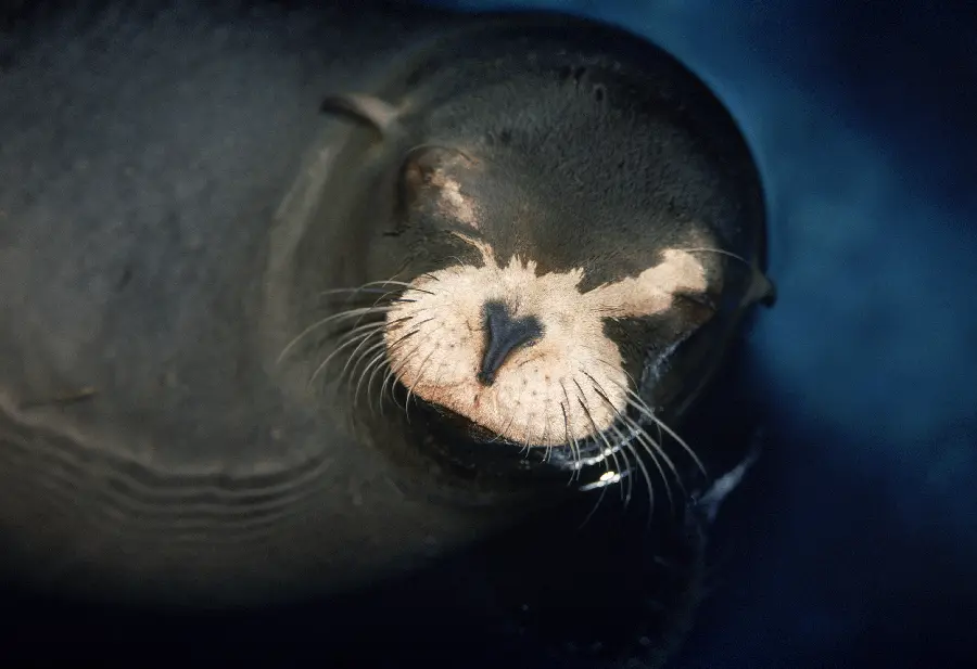 Photo of seal in wildlife documentary