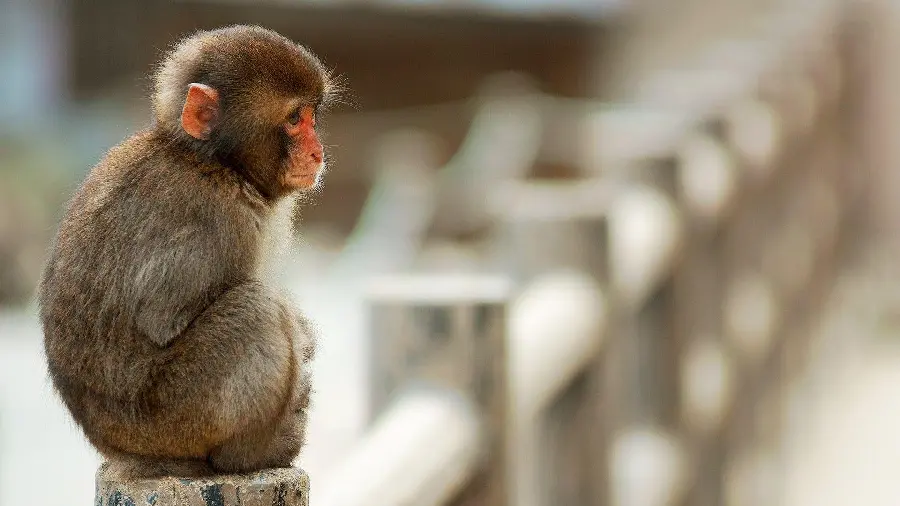 Download little monkey wallpaper