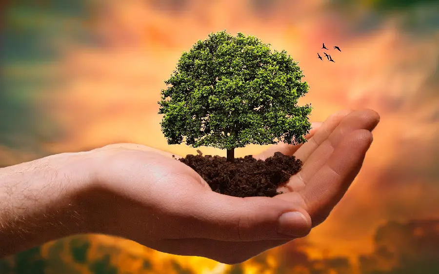 Fantasy photo of a tree in hand to congratulate Arbor Day
