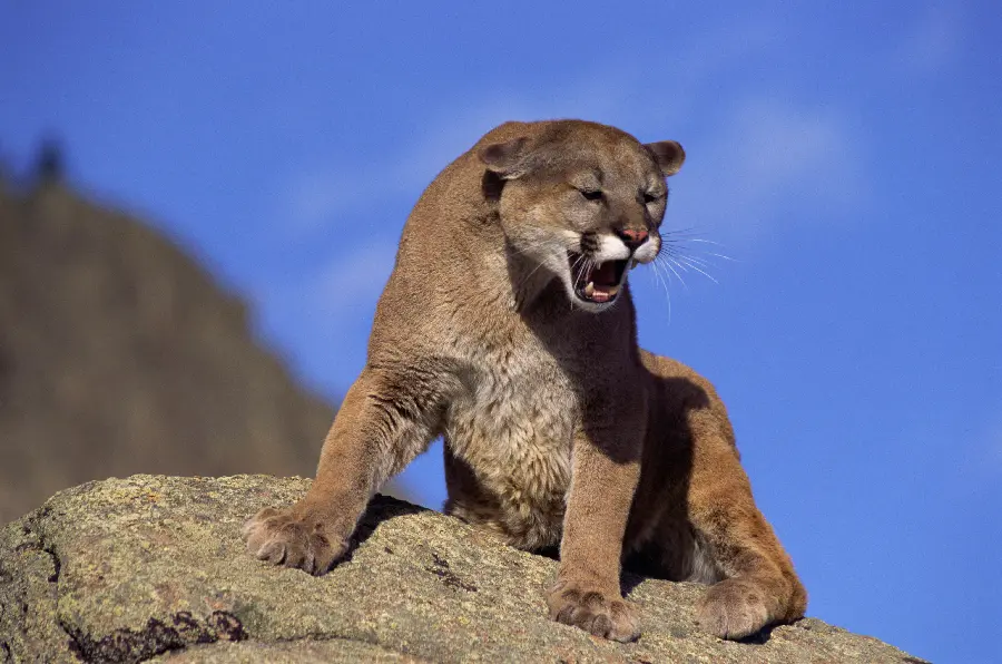African Wildlife Photos