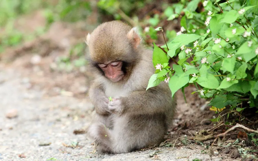 Cute monkey photo