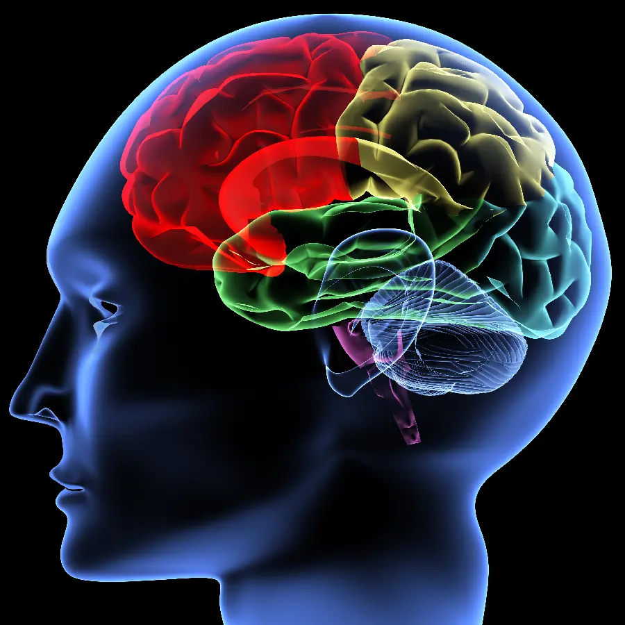 Human Brain Photo for Medical Articles and Research