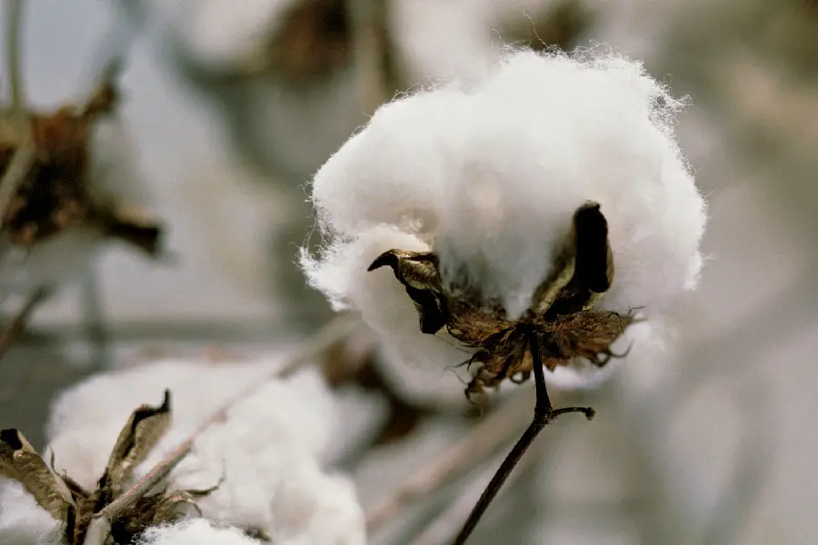 Download close-up photo of cotton flower