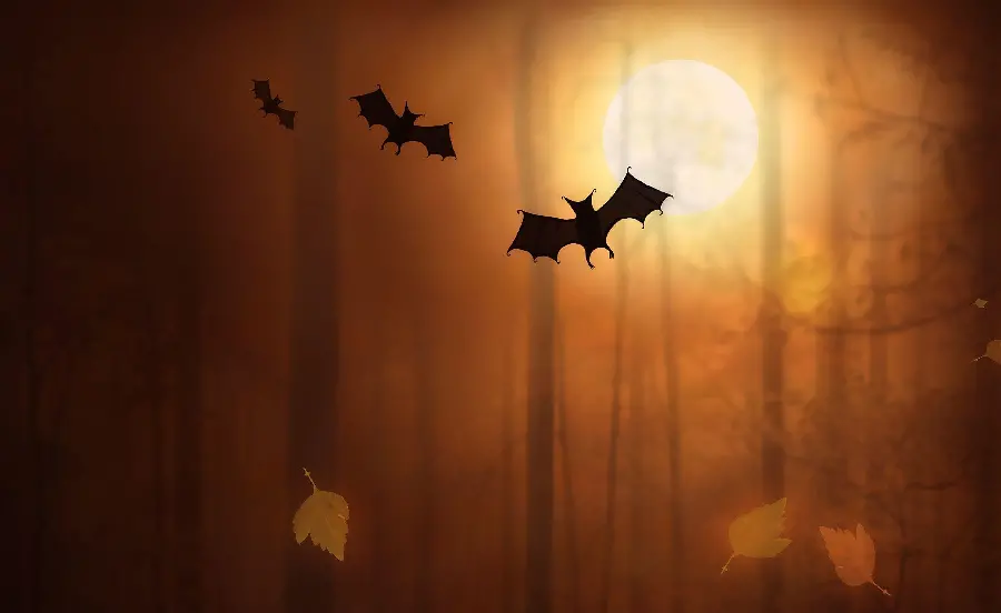 Bat Photo in the Sky