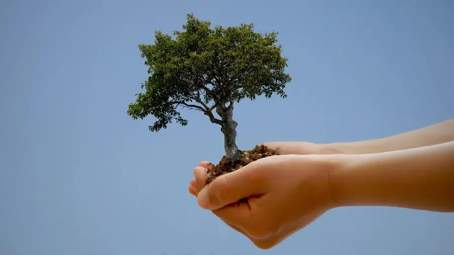 Designed poster of a tree in hand for Arbor Day