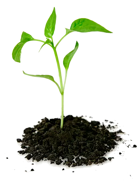 A png photo of arboriculture cut out