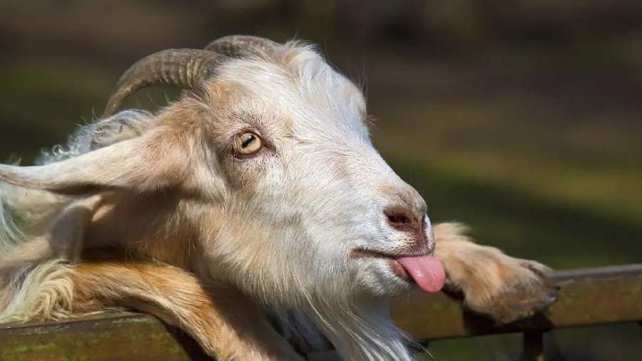 Funny long-tongued goat photo in high quality and free