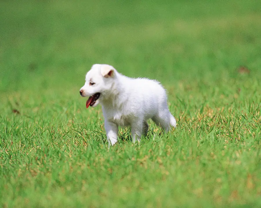 Photos of Pets Dogs and Cats for Profiles