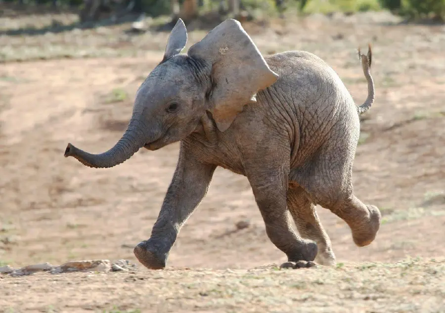 Photo of a cute baby elephant running