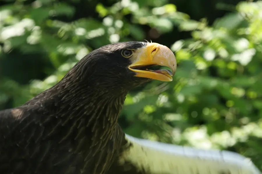 Photo of eagle in wildlife documentary