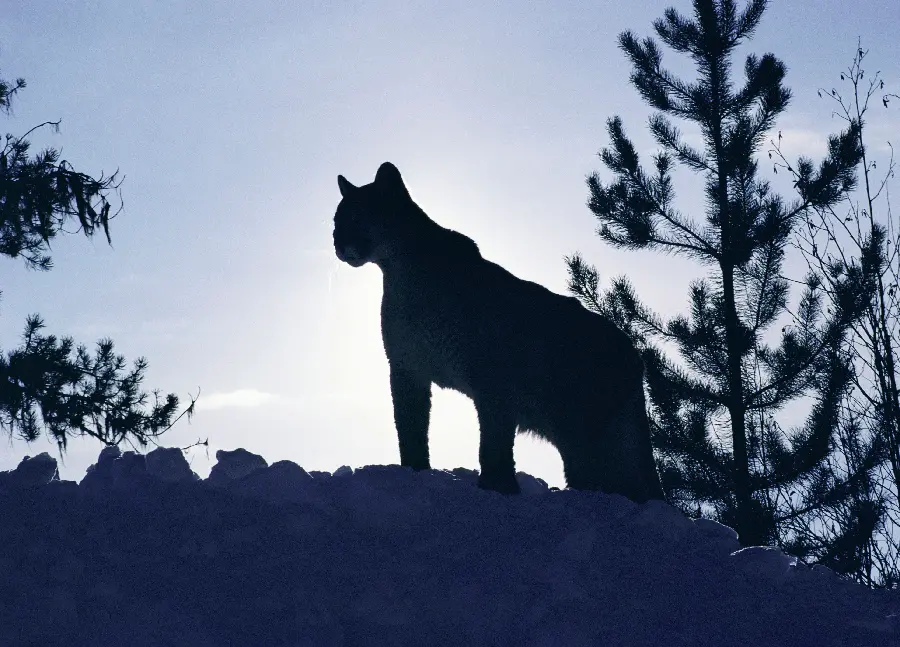 Wildlife Wallpaper