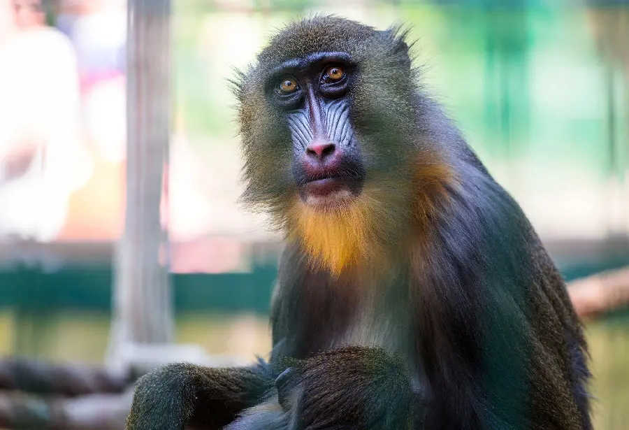 Cute Mandrill or King Baboon