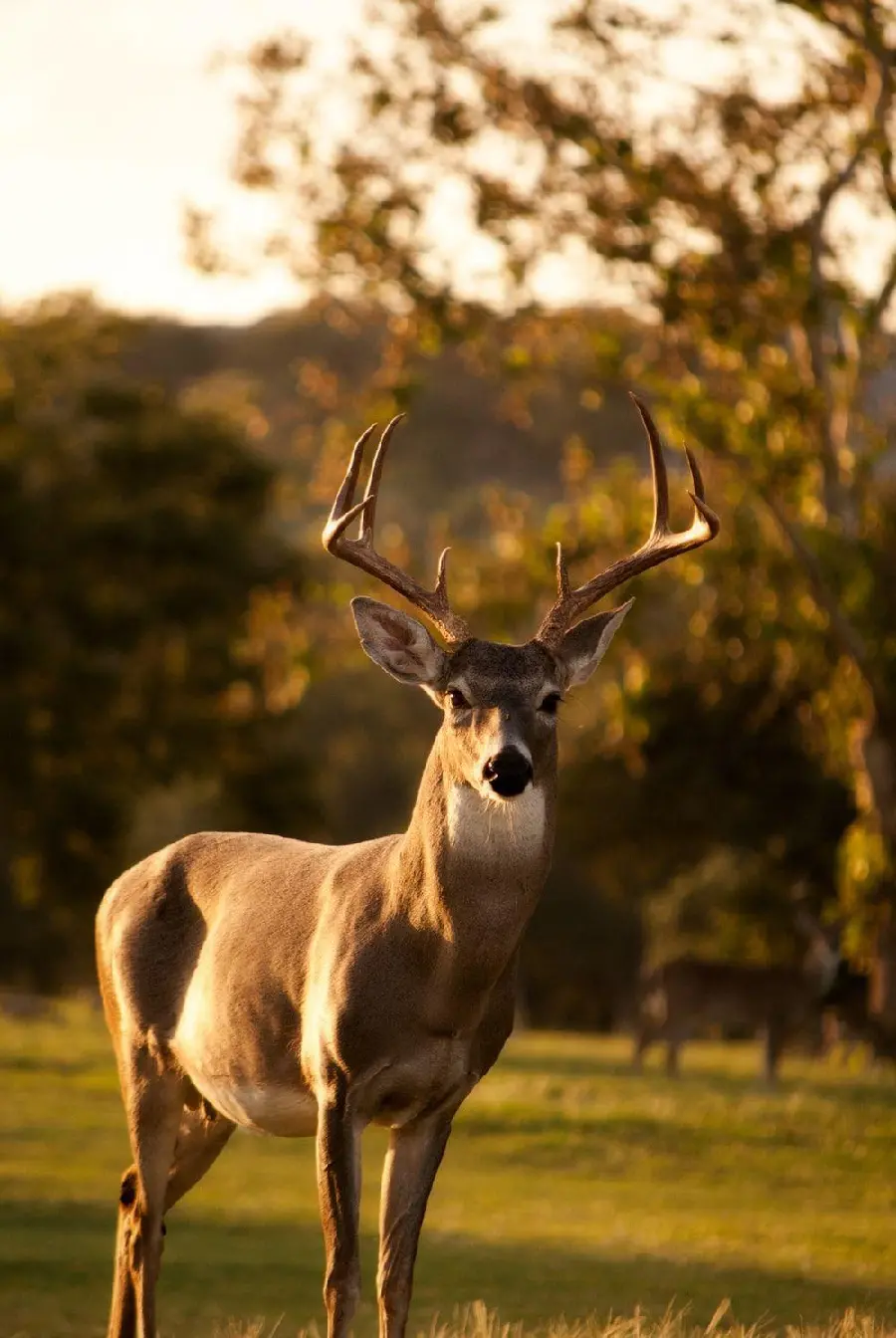 Real Deer Photo for Xiaomi Phone Wallpaper