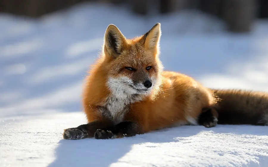 Amazing and attractive stock image Fox for winter theme