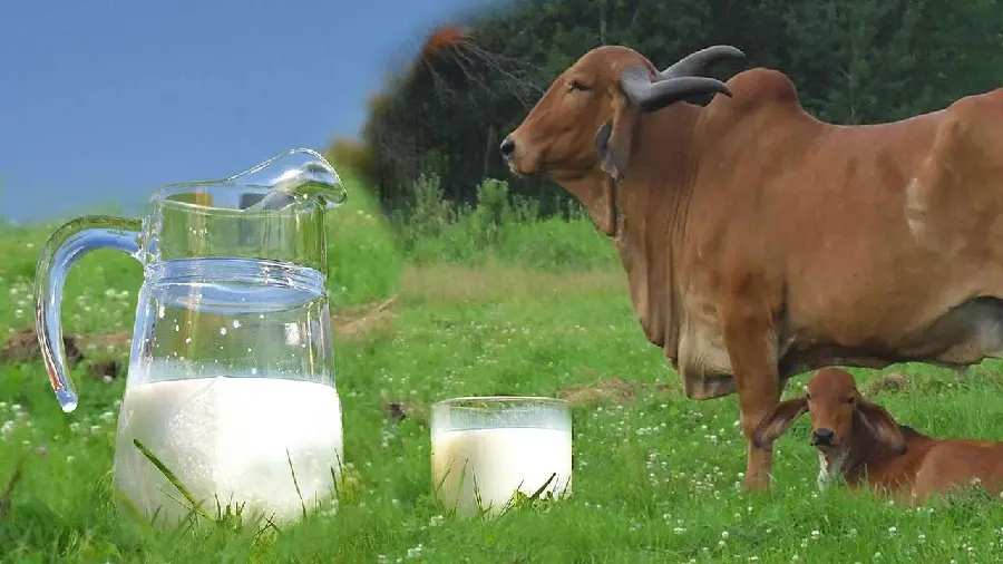 Cow photo next to a glass and a pitcher of milk in nature in high quality