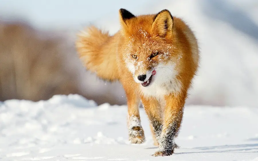 Eye-catching stock photo of fox among white and cotton snow