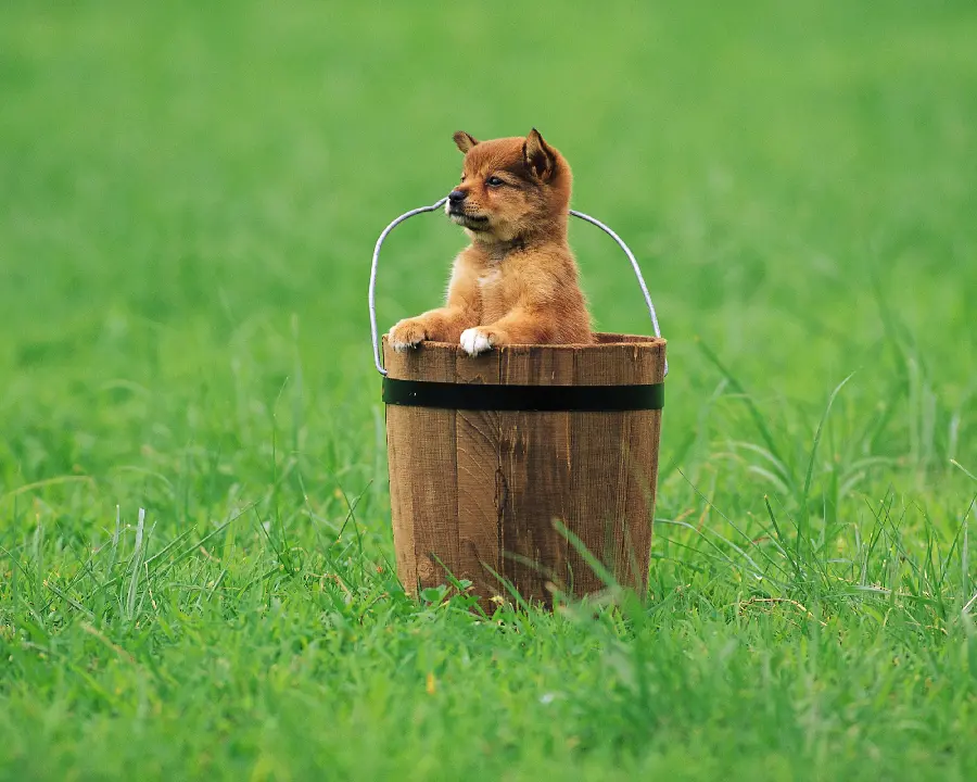 Animal Stock Photos