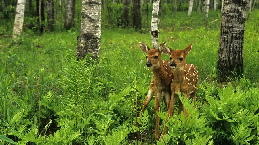 Cute Baby Deer Image In Lush Forest For Desktop Laptop Wallpaper