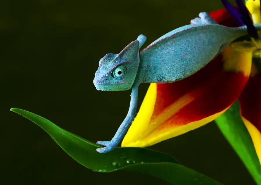 Colorful and colorful