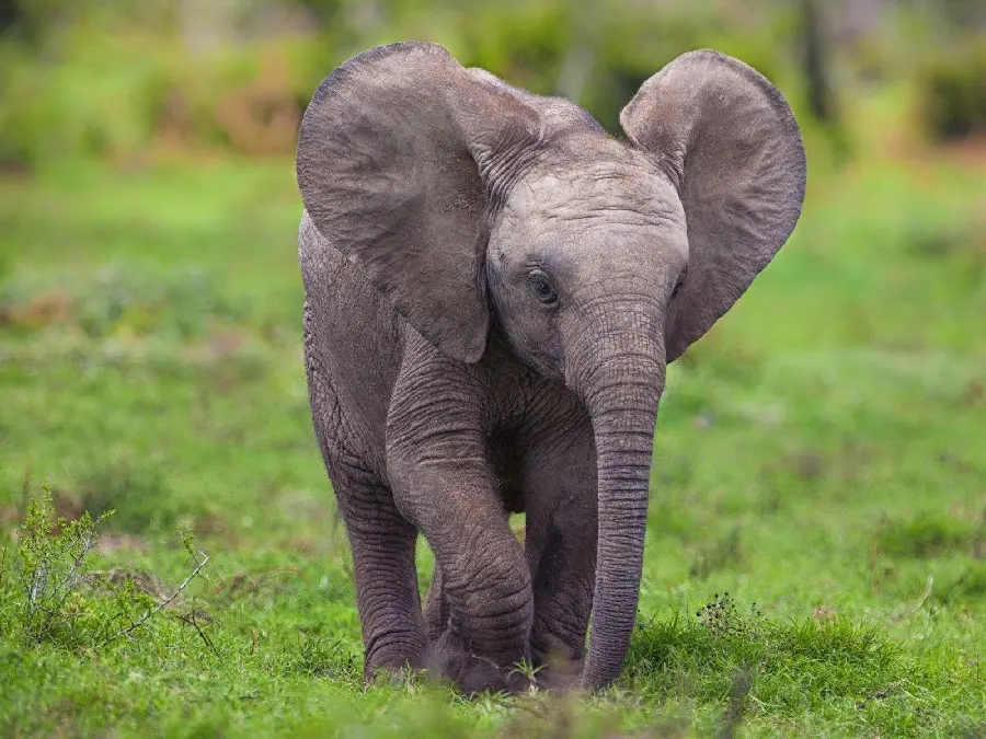 Cute Baby Elephant Photo in Real Unspoiled Nature