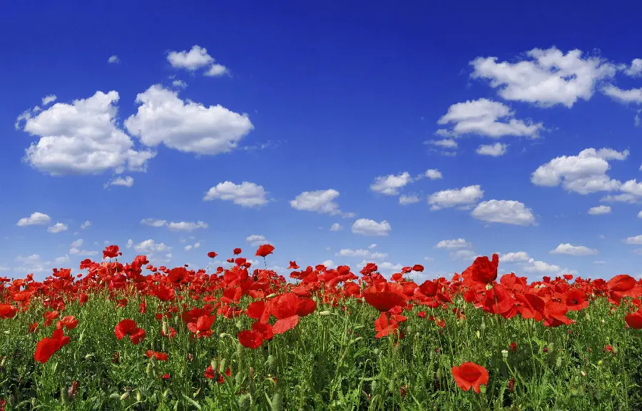Beautiful Summer Nature Profile Picture