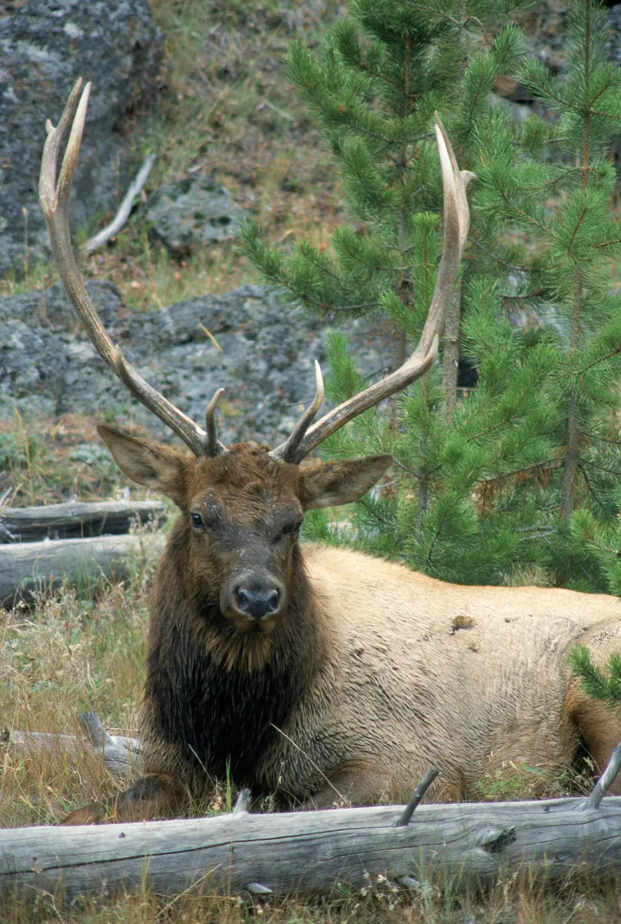 Deer photo in wildlife documentary