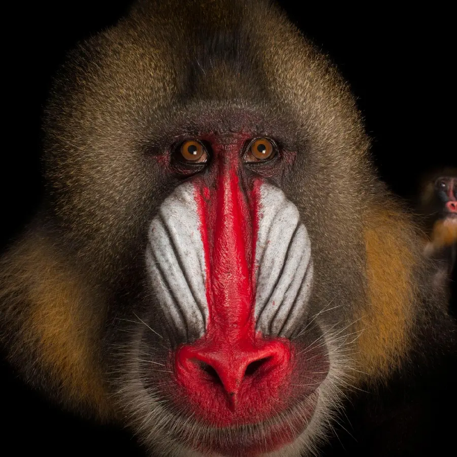 Download high quality profile photo of Mandrill or Baboon