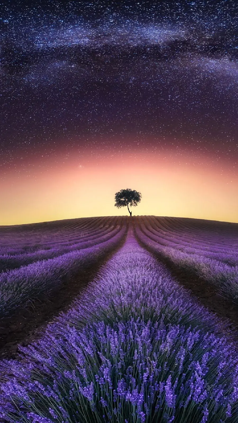 Download Purple Lavender Flowers Desktop Wallpaper