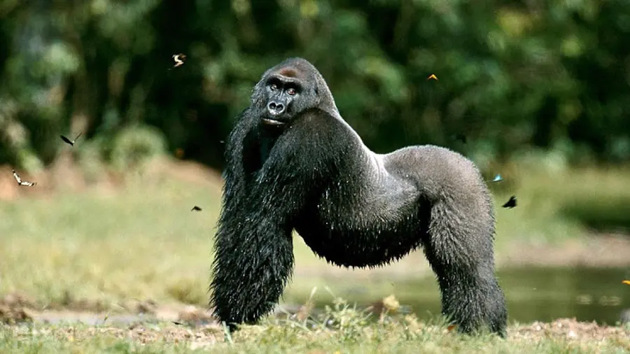 Download high quality image of silverback gorilla full hd
