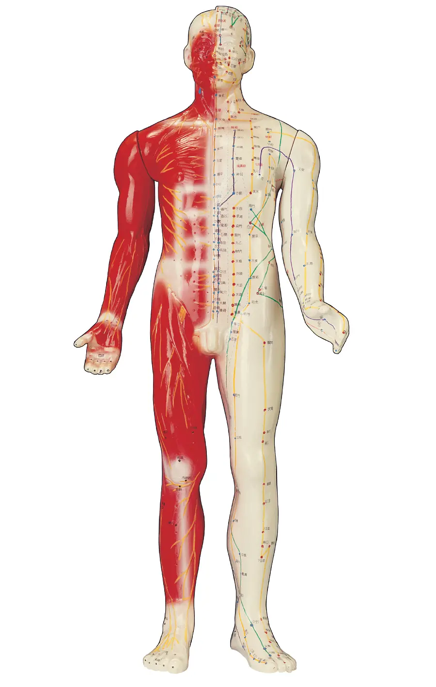 Human Body Model Photos for Scientific and Medical Research