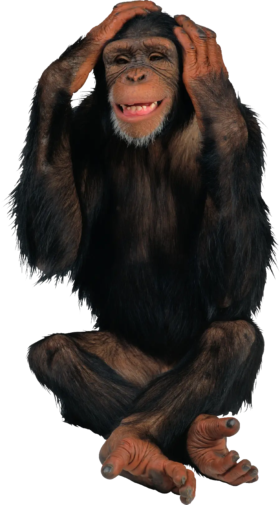 Real chimpanzee photo without background for Photoshop