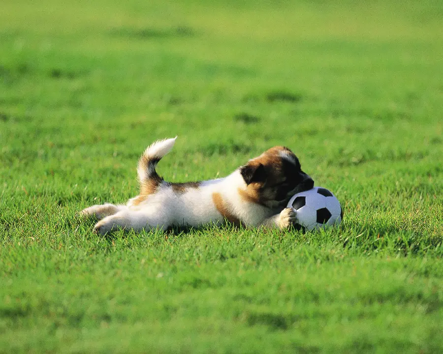 Funny Dog Pictures