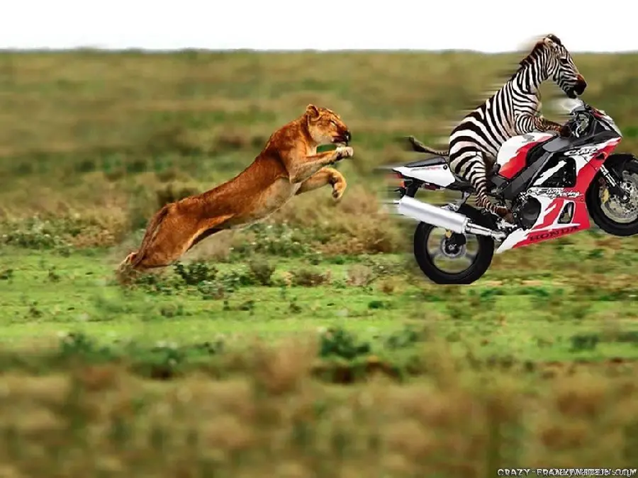 Funny Crazy Zebra Riding Motorcycle