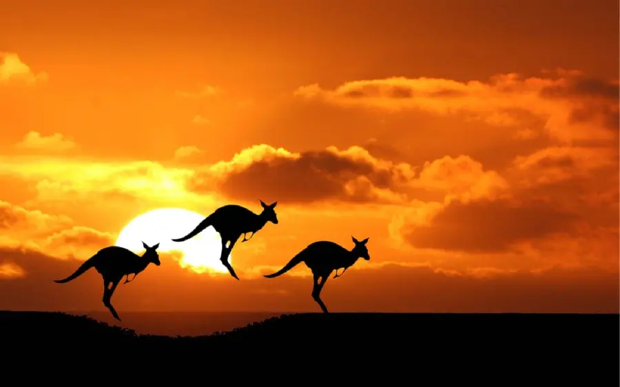 Australian Kangaroo Sunset Wallpaper