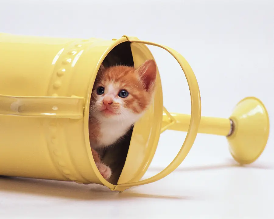 Cute and funny kittens and naughty pets