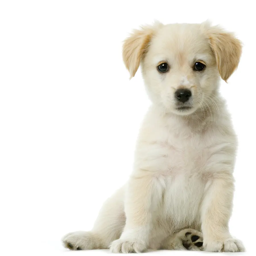 Cute and Beautiful Dog Photo