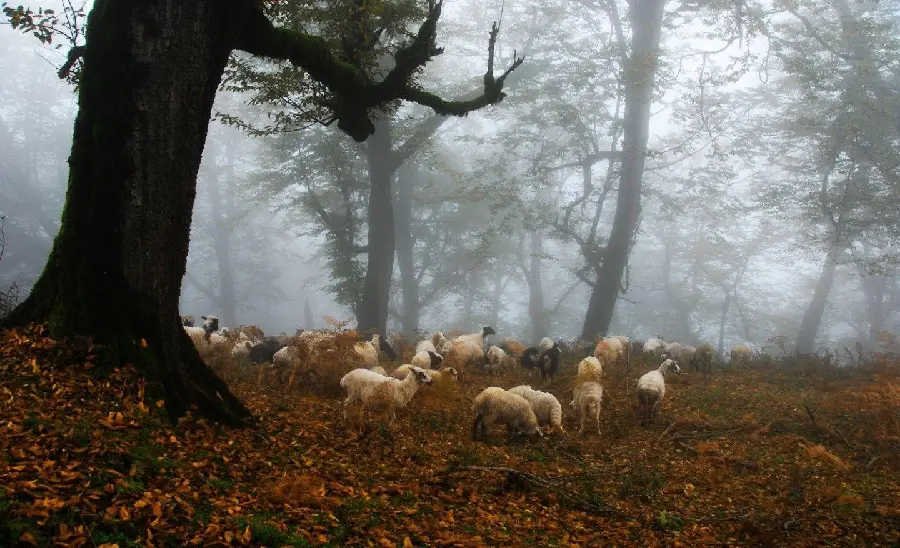 Download autumn image of a flock of sheep grazing