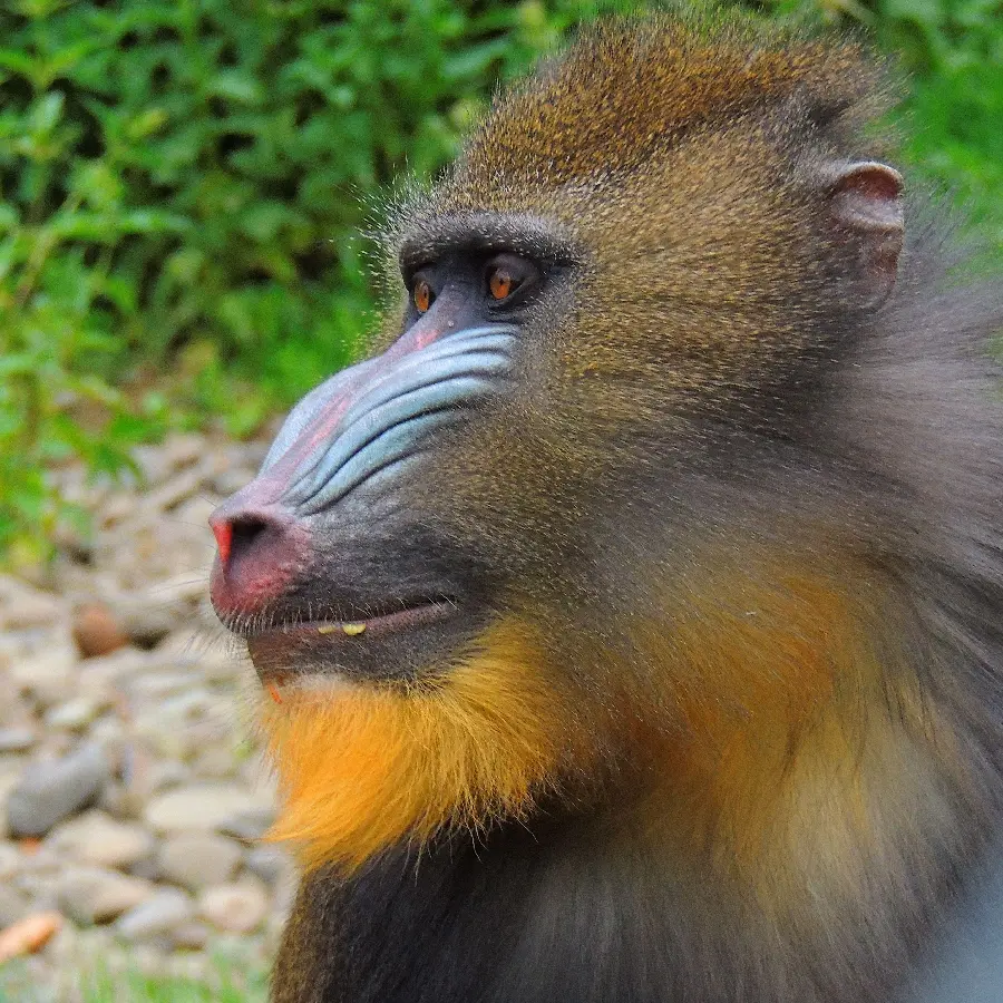Real Mandrill or Baboon in the Forest and Nature