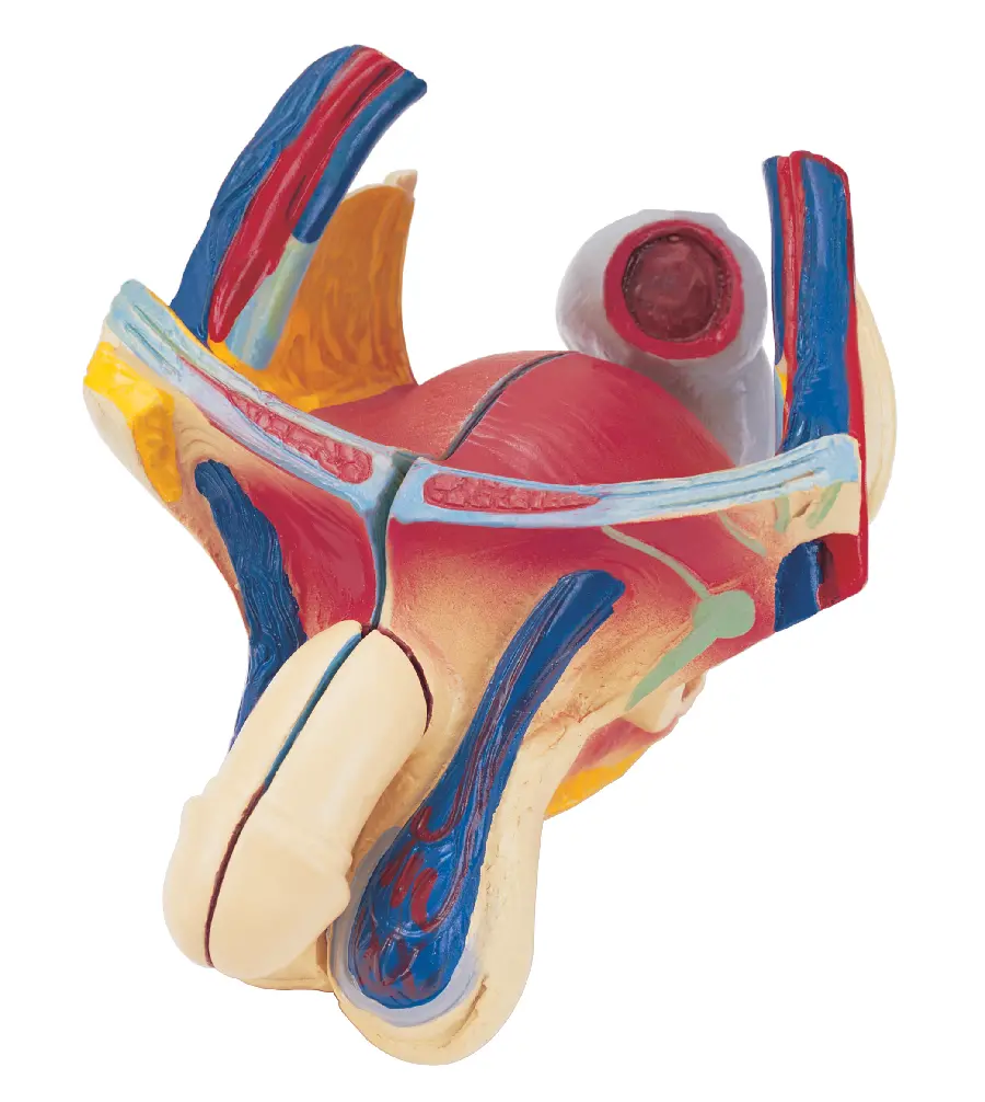 Male Genital Molding Photo
