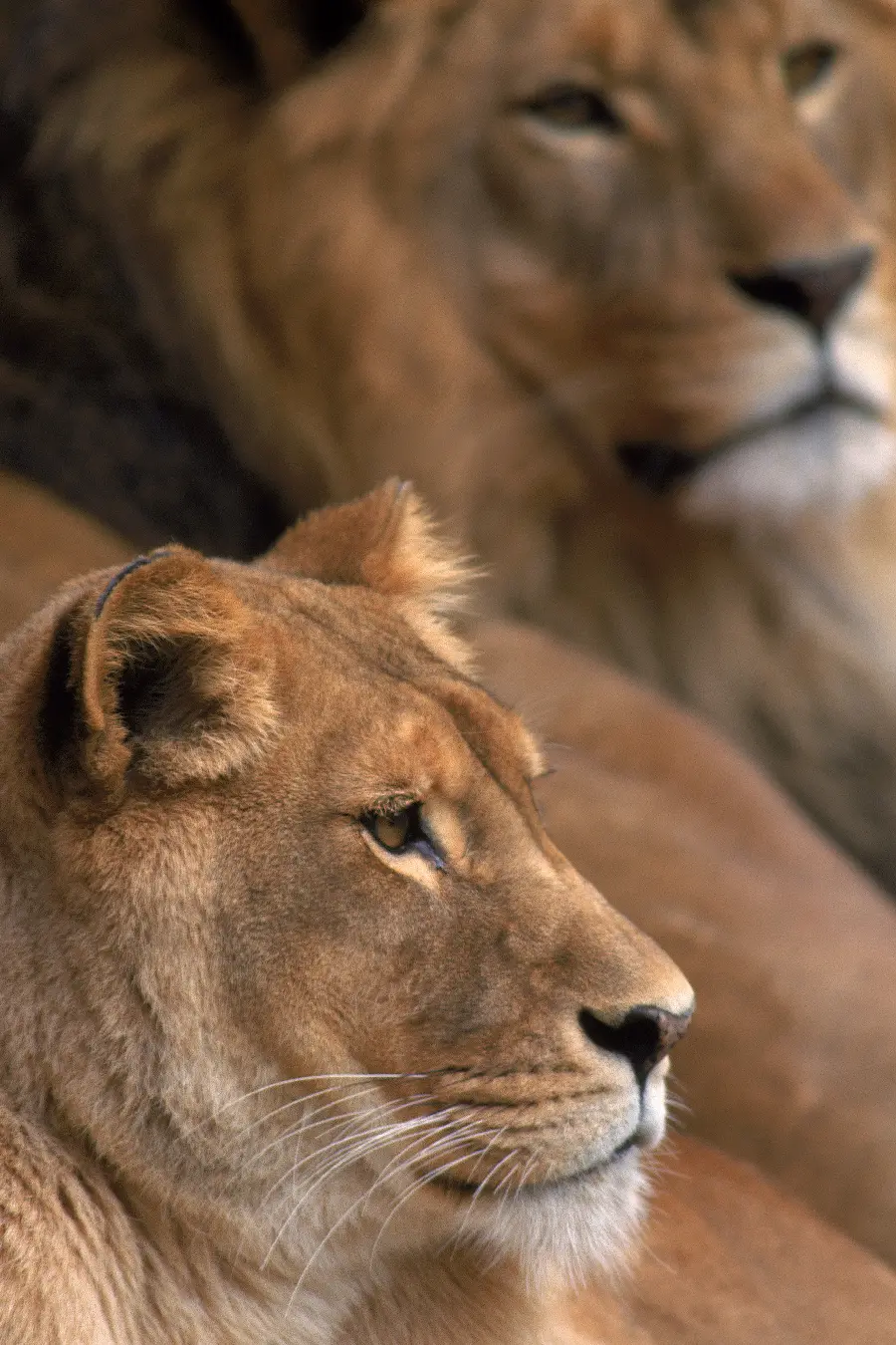 Lion photo in wildlife documentary